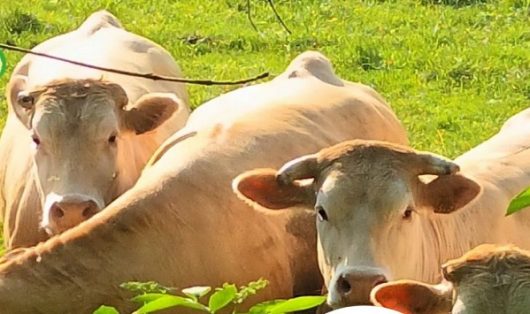 rando-ferme-ban
