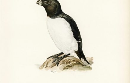 Activité manuelle « Mon pingouin rigolo »