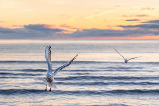 seagull-gliding-waves-sunrise-light-airy-symmetry