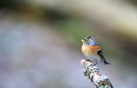 Balade découverte des chants d&rsquo;oiseaux